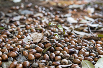ドングリの隙間から出た木の芽