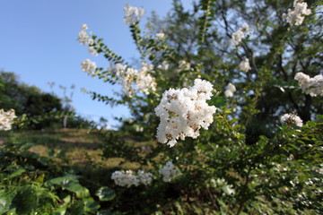 白いサルスベリ