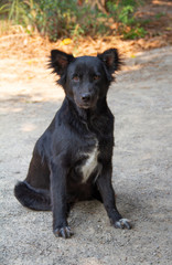 Fototapeta premium A black dog sitting looking