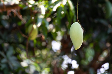 Mango ready for picking on Mango farm, Barracuda Mango