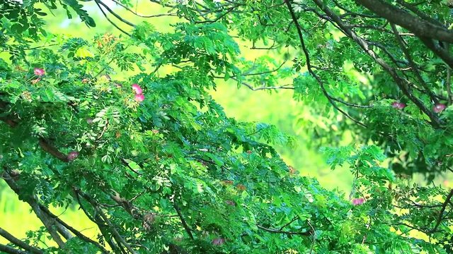 branch tree over surface and blur of the pond background