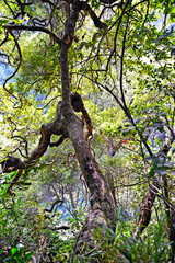tree in the forest