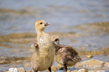 young goose at lake Ammersee in Bavaria, enjoying life