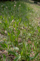 ヘラオオバコの群生／Plantago lanceolata