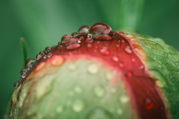 close up of water drops on red peony bud