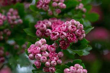 pink and white flowers