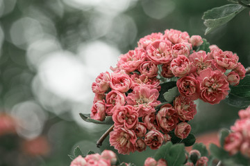 Obraz premium pink and white rose