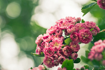 bouquet of pink roses