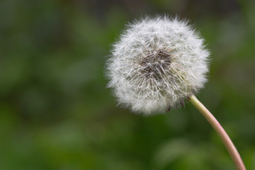 close up of a dandelion on green background