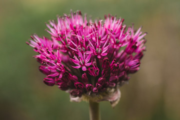 purple thistle flower