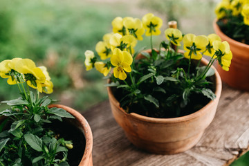 yellow daffodils in flowerpots on diy wooden board