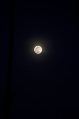 Flower Moon