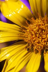Macro Sunflower