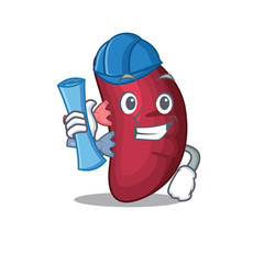 Cartoon character of human spleen brainy Architect with blue prints and blue helmet