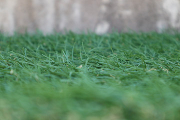 Naklejka premium macro green grass background