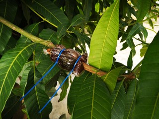Air Layering Fruit Trees in mango tree 