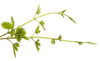 Fototapeta premium Sprouts of young hops with leaves on an isolated white background. Hops plant branches isolate