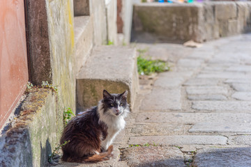 Adorable fluffy cat sitting in the old town of Europe in day light - 346373812