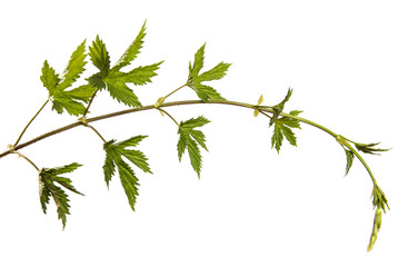 Sprouts of young hops with leaves on an isolated white background. Hops plant branches isolate