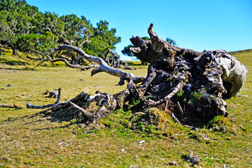 vineyard in the morning