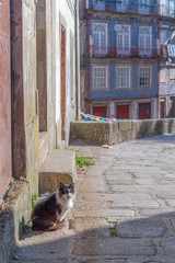 Adorable fluffy cat sitting in the old town of Europe in day light - 346373872