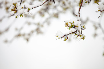 Spring blossom under the snow. Branches with bloomed cherry flowers under late snow.