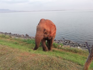 Obraz premium elephant