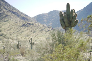 Group of Cactus