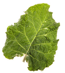 Close-up of burdock leaves on an isolated white background. Green foliage, isolate