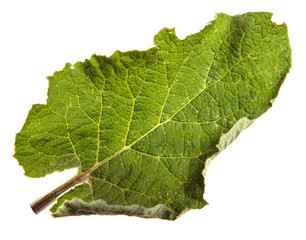 Close-up of burdock leaves on an isolated white background. Green foliage, isolate