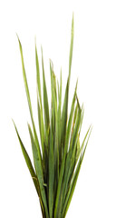 Naklejka premium A bunch of green grass on an isolated white background. Close-up.