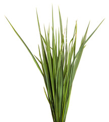 A bunch of green grass on an isolated white background. Close-up.