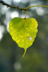 The leaves of the Bodhi tree at Bodh Gaya, India