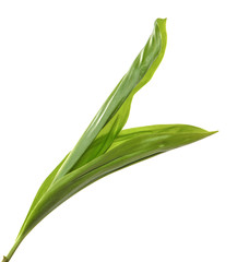 Lily of the valley flower leaves on an isolated white background. Close-up.may-lily