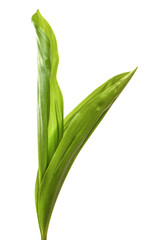 Lily of the valley flower leaves on an isolated white background. Close-up.may-lily