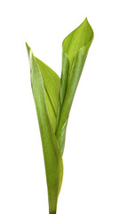 Lily of the valley flower leaves on an isolated white background. Close-up.may-lily