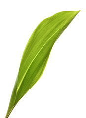 Obraz premium Lily of the valley flower leaves on an isolated white background. Close-up.may-lily