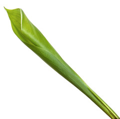 Fototapeta premium Lily of the valley flower leaves on an isolated white background. Close-up.may-lily