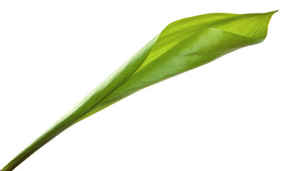 Lily of the valley flower leaves on an isolated white background. Close-up.may-lily