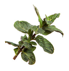 Young mint sprouts on an isolated white background. Close-up, Melissa