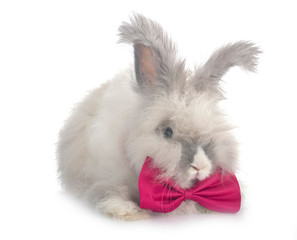 English Angora rabbit