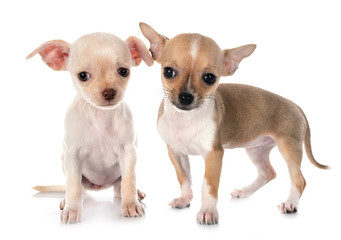chihuahuas in studio