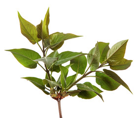 Lilac branches with green leaves on an isolated white background. Close-up.