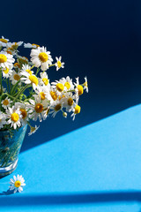 Bouquet of white camomile in a glass cup on a white wooden background. Copy spase.