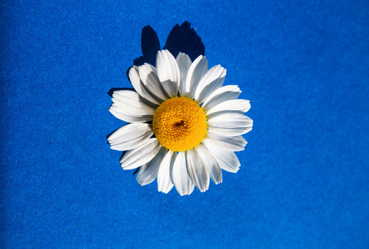 One white camomiles  in a decorative paper on dack blue background. Copy spase. Close up