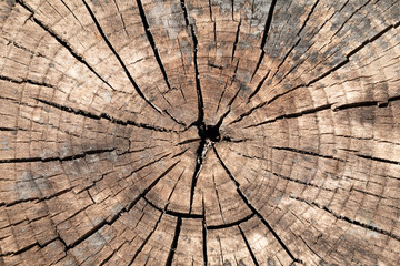 Old stump. Texture, background. Dark cracks in the stump.