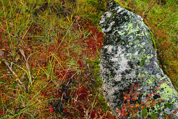 Colourful moss on the ground