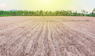Potato Farming for Thai Farmers