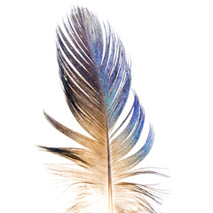 Closeup feather on white background