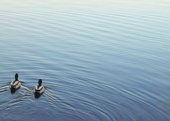 Ducks swimming
